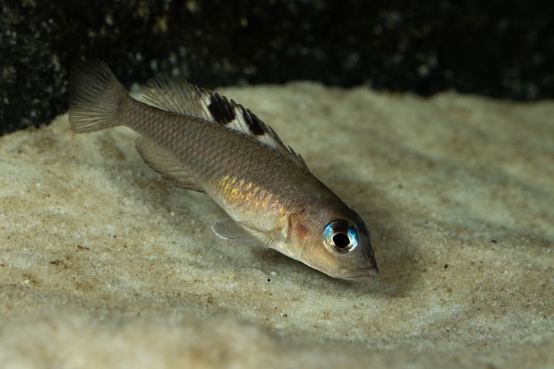 Lamprologus kungweensis 'Burton Bay'